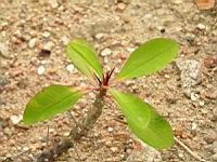 Euphorbe - Euphorbia Milli - Euphorbia Splendens (fam Euphorbiacees) (Madagascar) (03) (Photo F. Mrugala)